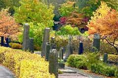 Autumn-11