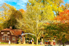Autumn-5