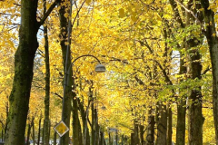 Autumn-9